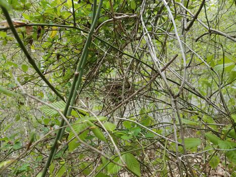 small bird nest of sticks and twigs in tree with leaves