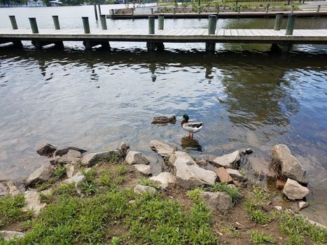 two ducks on the shore of a river with rocks and pier or dock