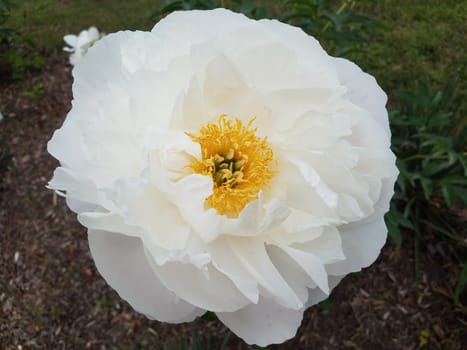 white and yellow flower petals and green leaves on plant