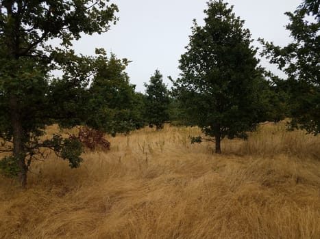 tall brown grasses with trees with green leaves