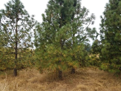 tall brown grasses with trees with green pine needles