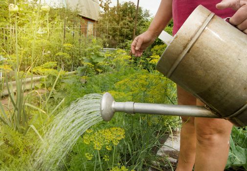 Woman in shorts and t-shirt watering organic vegetable plants in your garden from an old watering can, sunlight, agriculture concept.