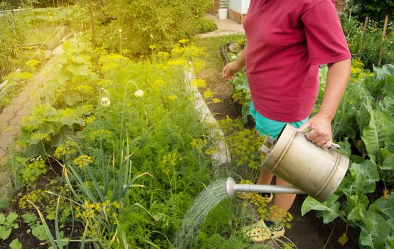 Woman in shorts and t-shirt watering organic vegetable plants in your garden from an old watering can, sunlight, agriculture concept.