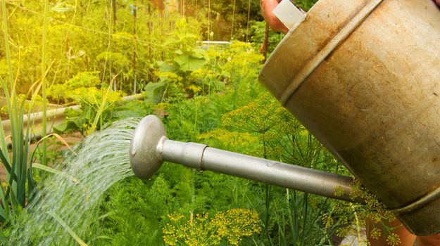 Watering vegetable plants in the garden of an old metal watering can.