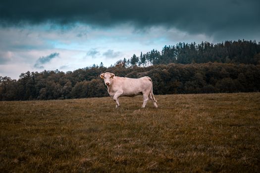 Cow under stormy clouds on a field in autumn