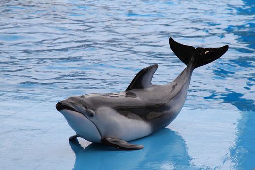 A dolphin lying on a wet blue floor by the pool Background is water wave. Selective focus.