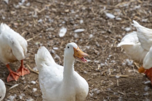 A white duck standing in the herd Looked up like saying something. Selective focus.
