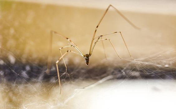 Specimen of domestic spider (Pholcus phalangioides) in its web, it waits for some insect to fly through it to stop it and be able to eat it