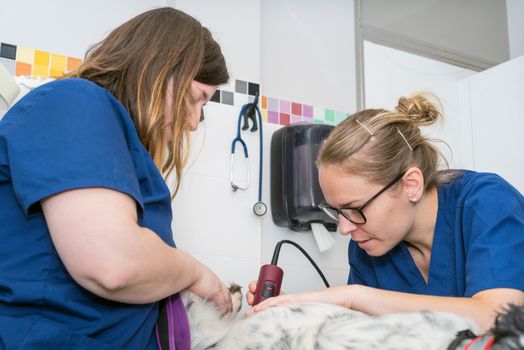 veterinarian shaving a dog for surgery