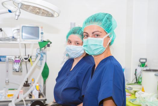 team of veterinarians in the surgical room preparing a dog for surgery