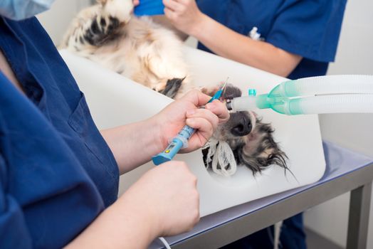 Dog intubated in surgery room of veterinary clinic