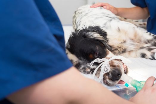 Dog intubated in surgery room of veterinary clinic