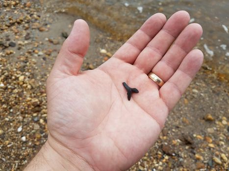 man's hand holding fossilized shark tooth on the beach with rocks