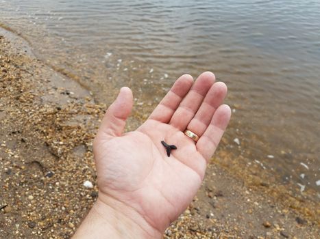 man's hand holding fossilized shark tooth on the beach with rocks