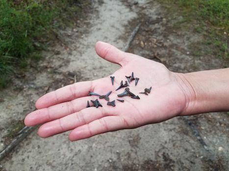 woman's hand holding fossilized shark teeth near trail or path