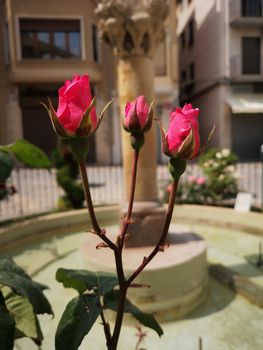 Three buds of roses in a fountain