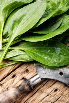 Leaf of greater plantain.Healing herbs.Medicinal herbs on wooden table.Plantago major