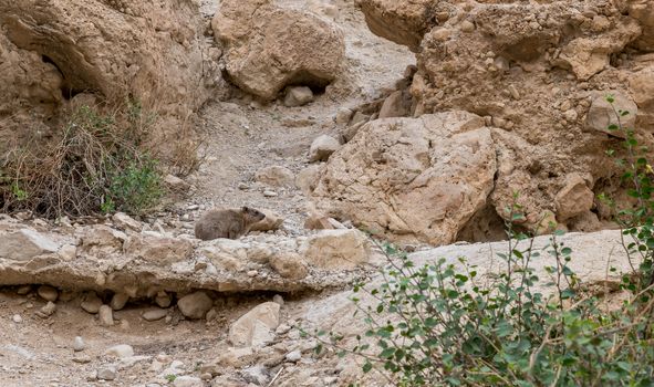 Rock hyrax ,Procavia capensis, sunning itself at Ein Gedi National Park, Israel.