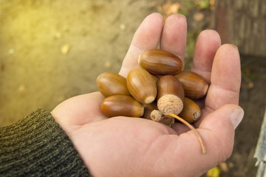 A man holding in the palm of acorns that have fallen from oak in the background grass