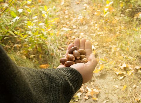 A man holding in the palm of acorns that have fallen from oak in the background grass