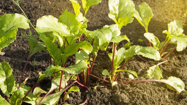 Young beet plants in the garden, healthy food concept and natural organic products, Sunny summer day.