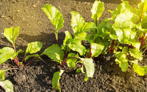 Young beet plants in the garden, healthy food concept and natural organic products, Sunny summer day.