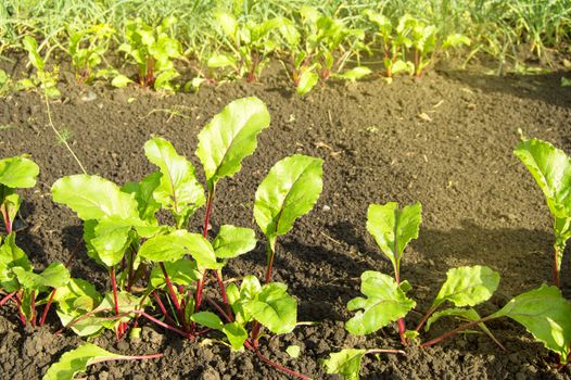 Young beet plants in the garden, healthy food concept and natural organic products, Sunny summer day.