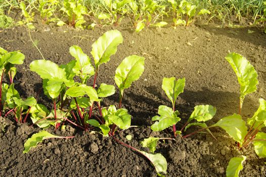 Young beet plants in the garden, healthy food concept and natural organic products, Sunny summer day.