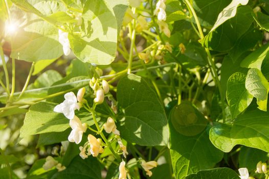 White flowers of climbing beans on the young green stems, the concept of growing organic food, copy space, natural vegetable background.