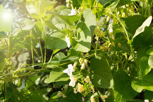 White flowers of climbing beans on the young green stems, the concept of growing organic food, copy space, natural vegetable background.