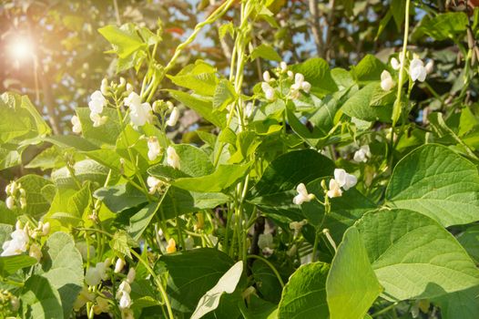 White flowers of climbing beans on the young green stems, the concept of growing organic food, copy space, natural vegetable background.