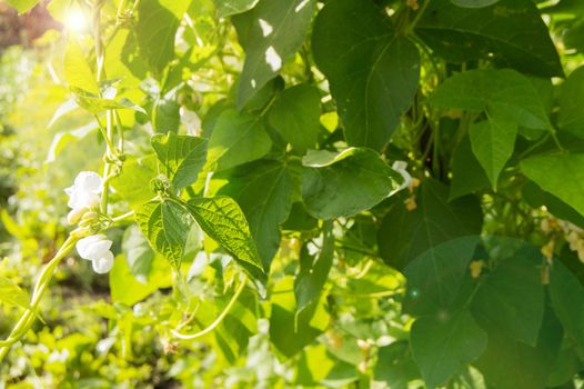 White flowers of climbing beans on the young green stems, the concept of growing organic food, copy space, natural vegetable background.