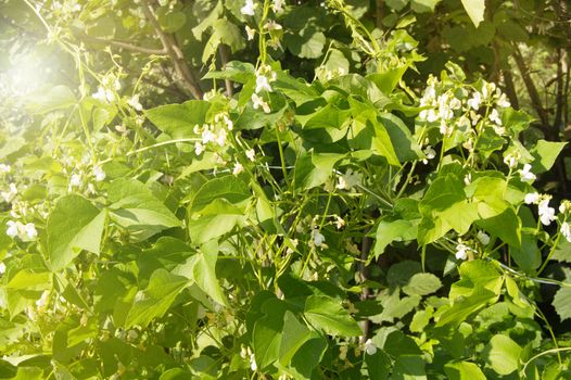 White flowers of climbing beans on the young green stems, the concept of growing organic food, copy space, natural vegetable background.