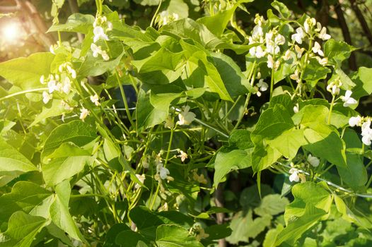 White flowers of climbing beans on the young green stems, the concept of growing organic food, copy space, natural vegetable background.