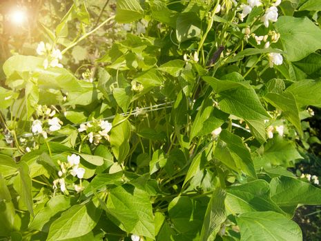 White flowers of climbing beans on the young green stems, the concept of growing organic food, copy space, natural vegetable background.