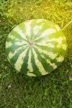 Summer, party, striped watermelon lying on the grass prepared for a summer party with friends, close-up.