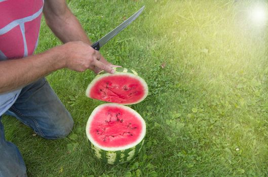 Man in jeans kneels on the grass, cutting with a knife a red ripe watermelon for a summer family dinner.