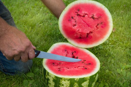 Man in jeans kneels on the grass, cutting with a knife a red ripe watermelon for a summer family dinner.