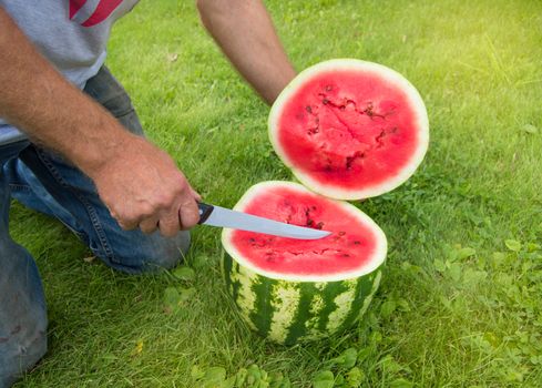 Man in jeans kneels on the grass, cutting with a knife a red ripe watermelon for a summer family dinner.