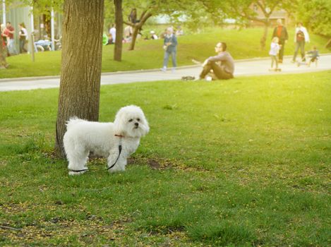 Happy and cute white fluffy dog in the Park.