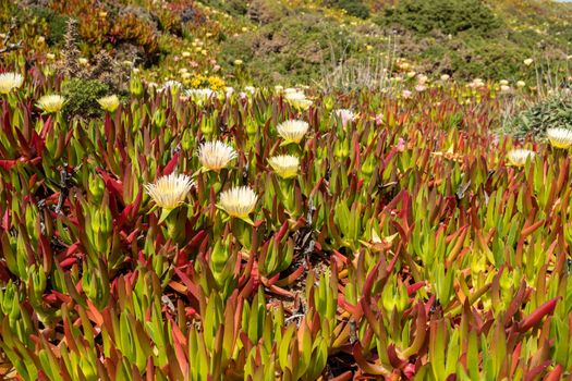 Wild flowers in full bloom at the rocky coast of Cabo da Roca, Portugal