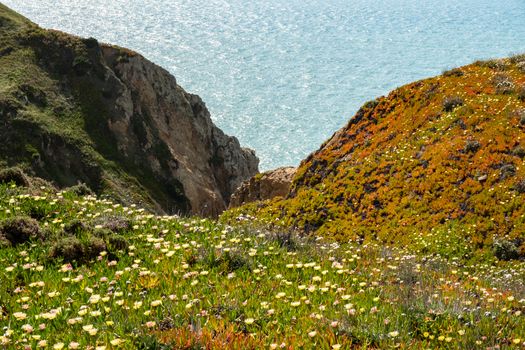 Wild flowers in full bloom at the rocky coast of Cabo da Roca, Portugal