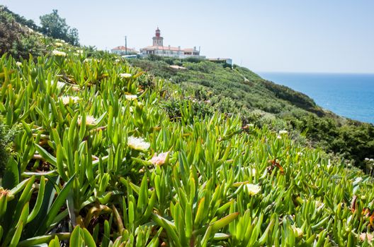 Lighthouse and wildflowers bloom at Cabo da Roda, Sintra, Portugal