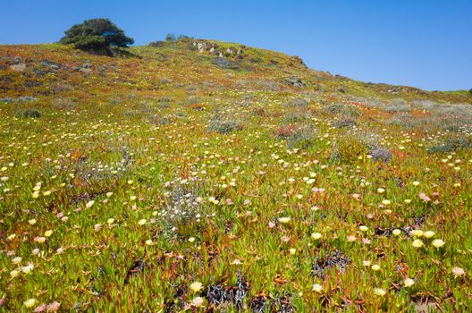 Wild flowers in full bloom at the rocky coast of Cabo da Roca, Portugal