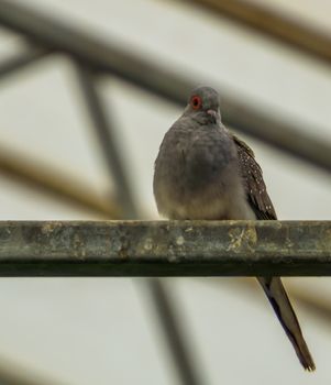 closeup of a diamond dove sitting in the aviary, small tropical bird from Australia