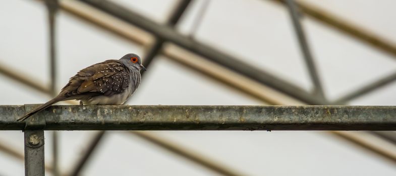 Diamond dove in closeup from the side, tropical aviary pet, small pigeon from Australia