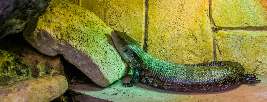 common blue tongued skink in closeup, tropical lizard from Australia and Indonesia, popular pet in in herpetoculture