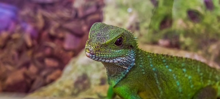 Chinese water dragon lizard with its face in closeup, tropical reptile from Asia