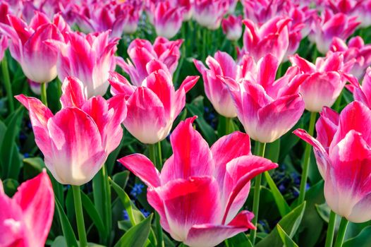 Closeup of large pink tulips flowerbed in Netherlands