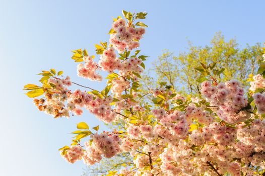 Close up of sakura cherry blossom branch in rays of sunset